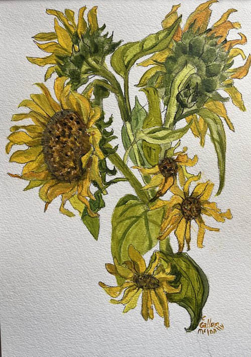 Sunflowers by Christine Callum  McInally