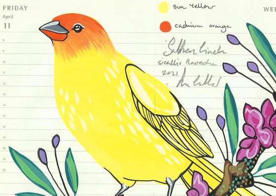 Birds of South America: Saffron Finch