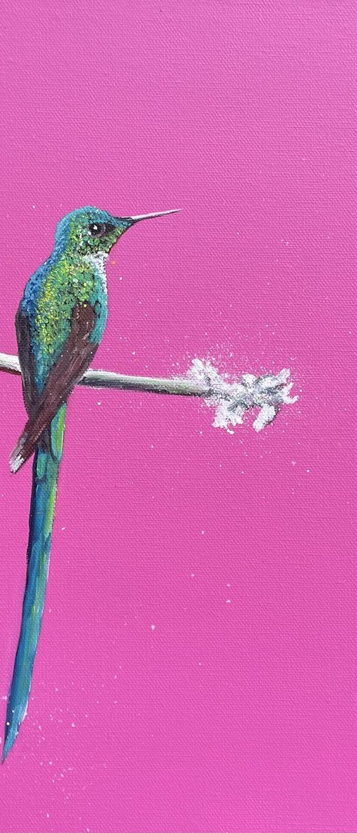 Long-tailed Sylph by Laure Bury