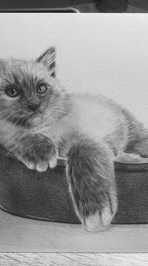 Ragdoll kitten by Bethany Taylor