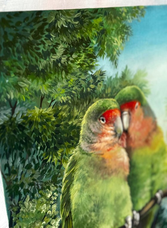 Parrots Agapornis