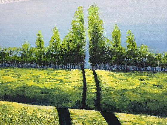 Canola Fields
