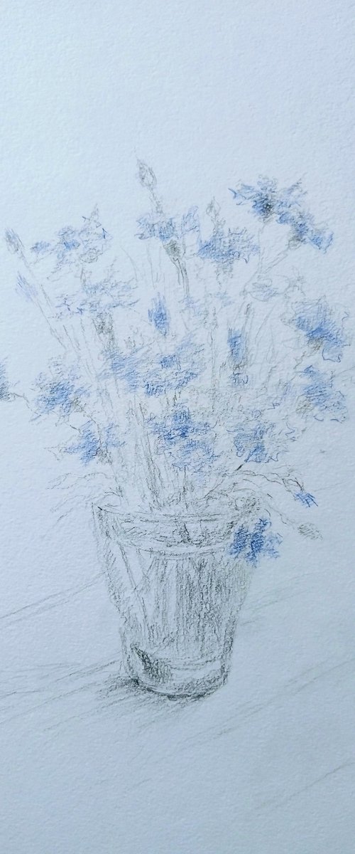 Cornflowers. Original pencil drawing. by Yury Klyan