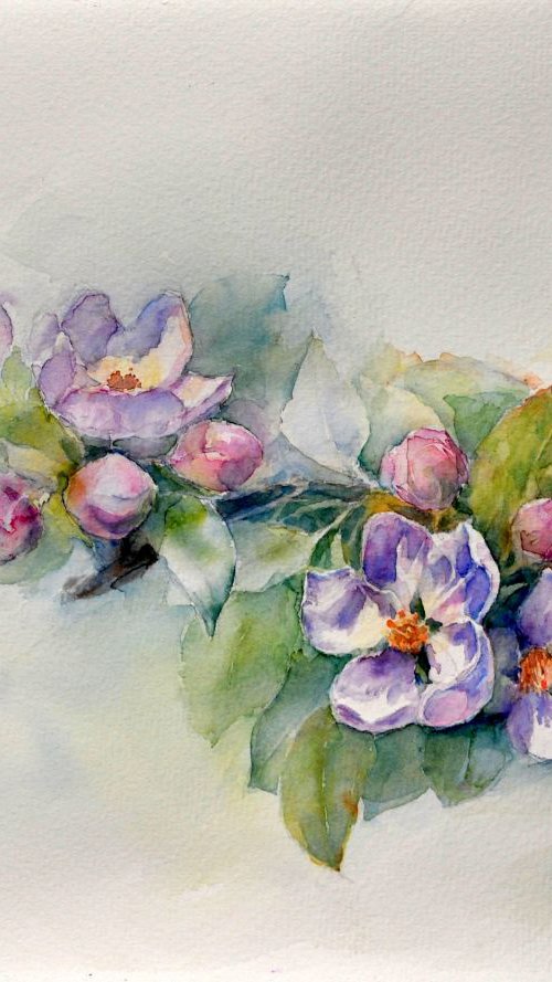 APPLE BLOSSOM II  original watercolor 37X28 by Beata van Wijngaarden