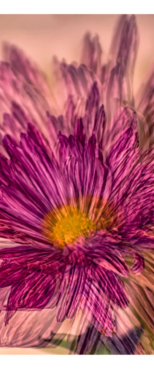 Abstract Flowers #1. Limited Edition 1/25 12x12 inch Photographic Print. by Graham Briggs