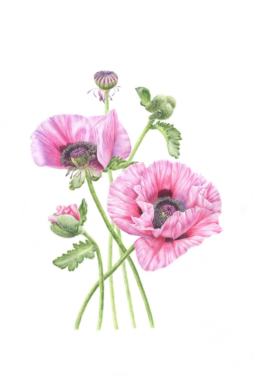 Photorealistic Botanical Watercolour By Alona Hrinchuk, 15 X 22, Pink Poppies, Original Artwork