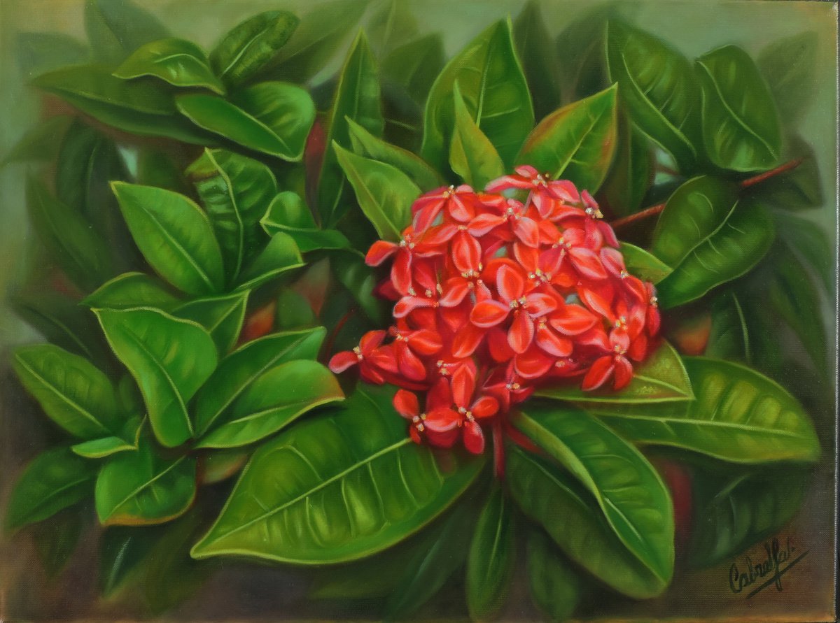Photorealistic Botanical Oil Painting By Laura Cabral, 16 X 12", Ixora, Original Artwork