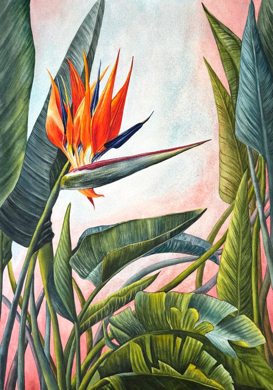 Strelitzia - Bird of Paradise
