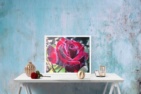 Burgundy Rose in Bloom