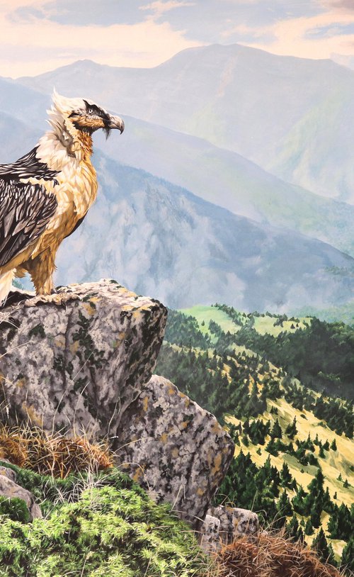 Bearded Vulture by Julian Wheat