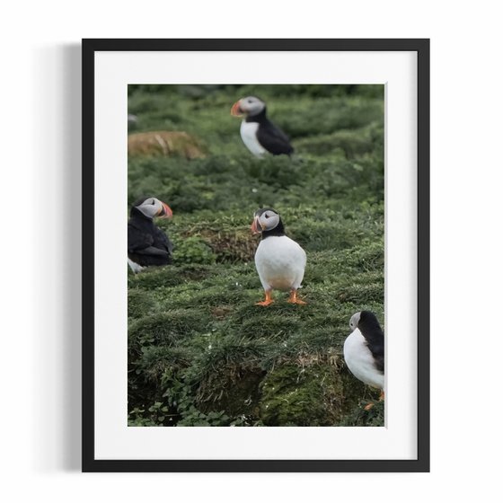 THE PUFFIN GAZE