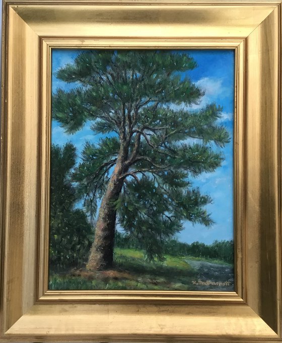 The OLD RUGGED PINE - oil 13X10