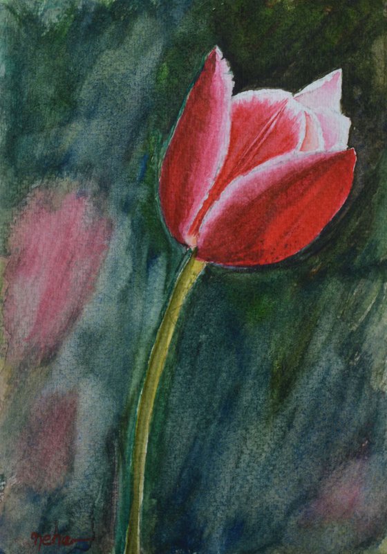 Tulip