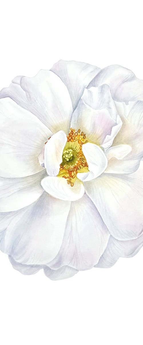 White rosehip Painting by Yuliia Prokopchuk