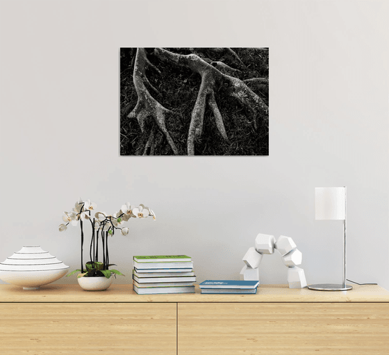 Roots II | Limited Edition Fine Art Print 1 of 10 | 45 x 30 cm