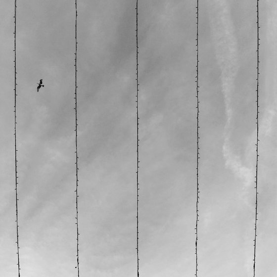 Bird On Wire, 16x16 Inches, C-Type, Unframed