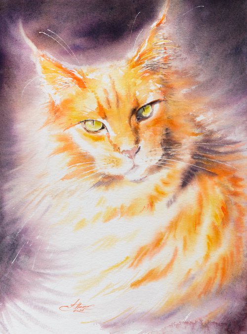 Maine Coon Cat by Eve Mazur
