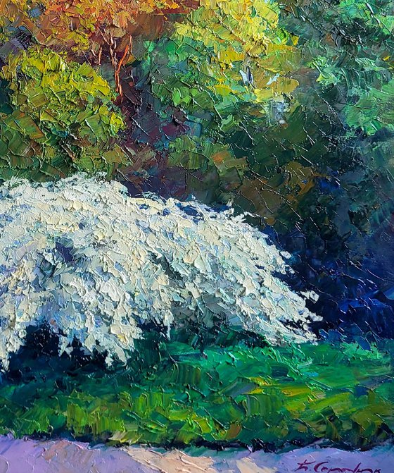 Spirea Wangutta