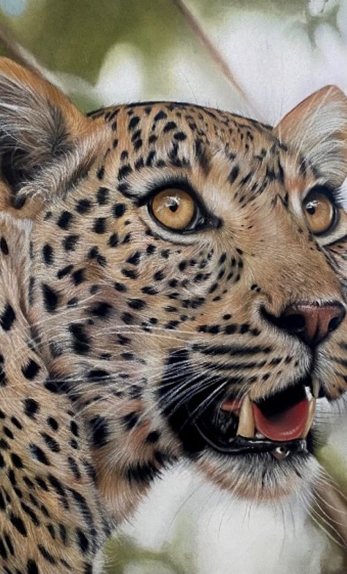 Leopard by Clare Parkes