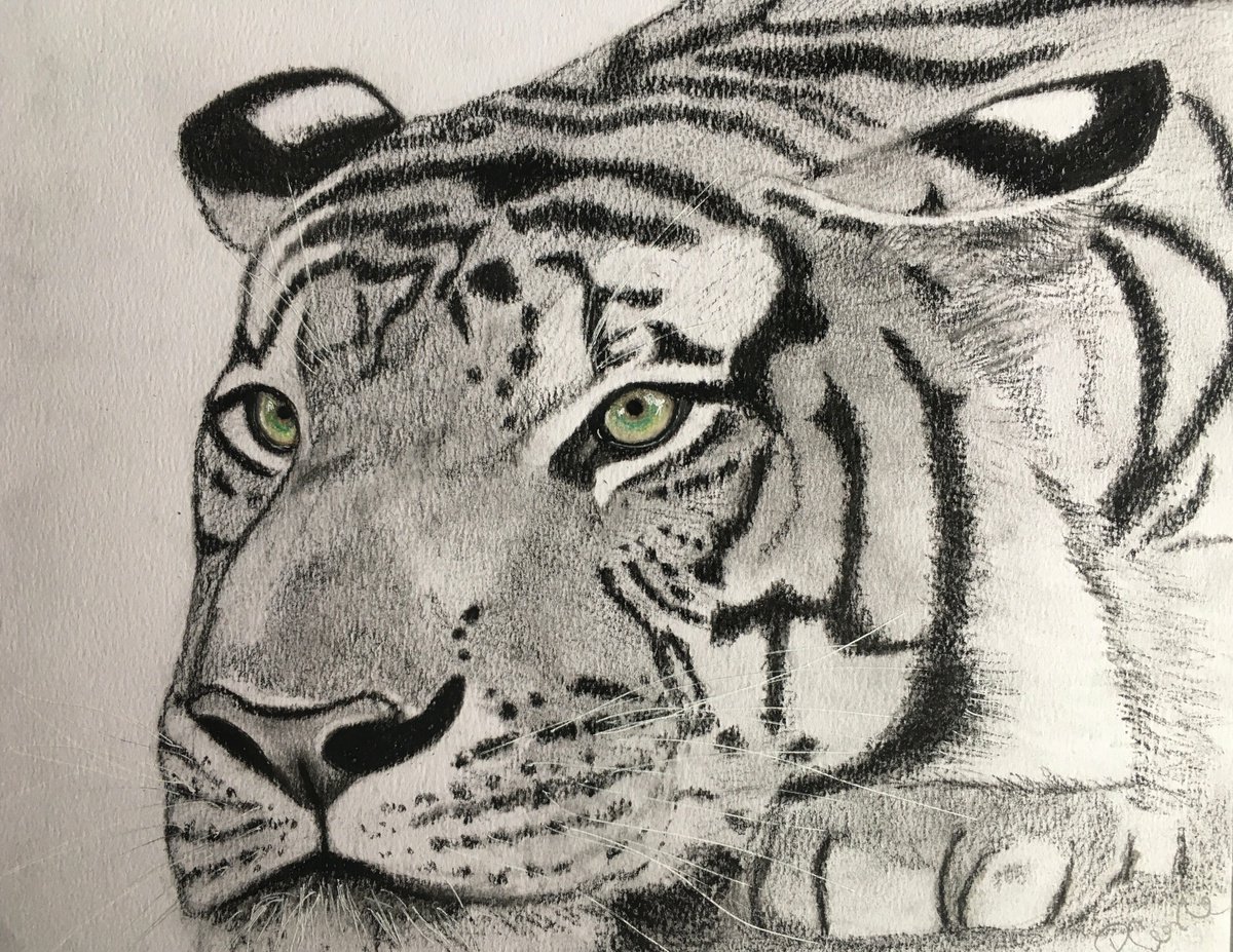 Tiger by Ruth Searle