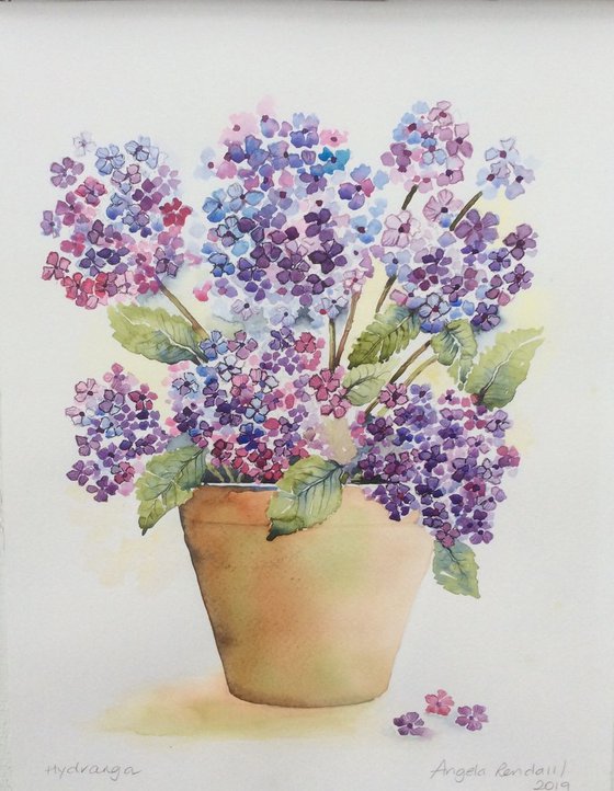 Hydrangea