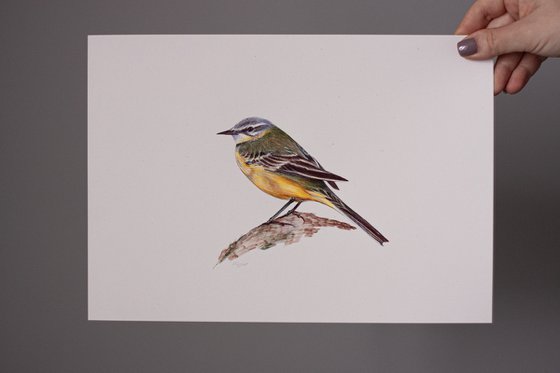 Western Yellow Wagtail Drawing by Daria Maier | Artfinder