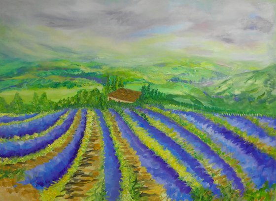 Lavender Fields