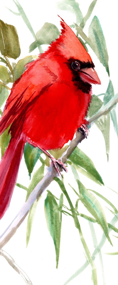 Caridnal bird watercolor painting by Suren Nersisyan