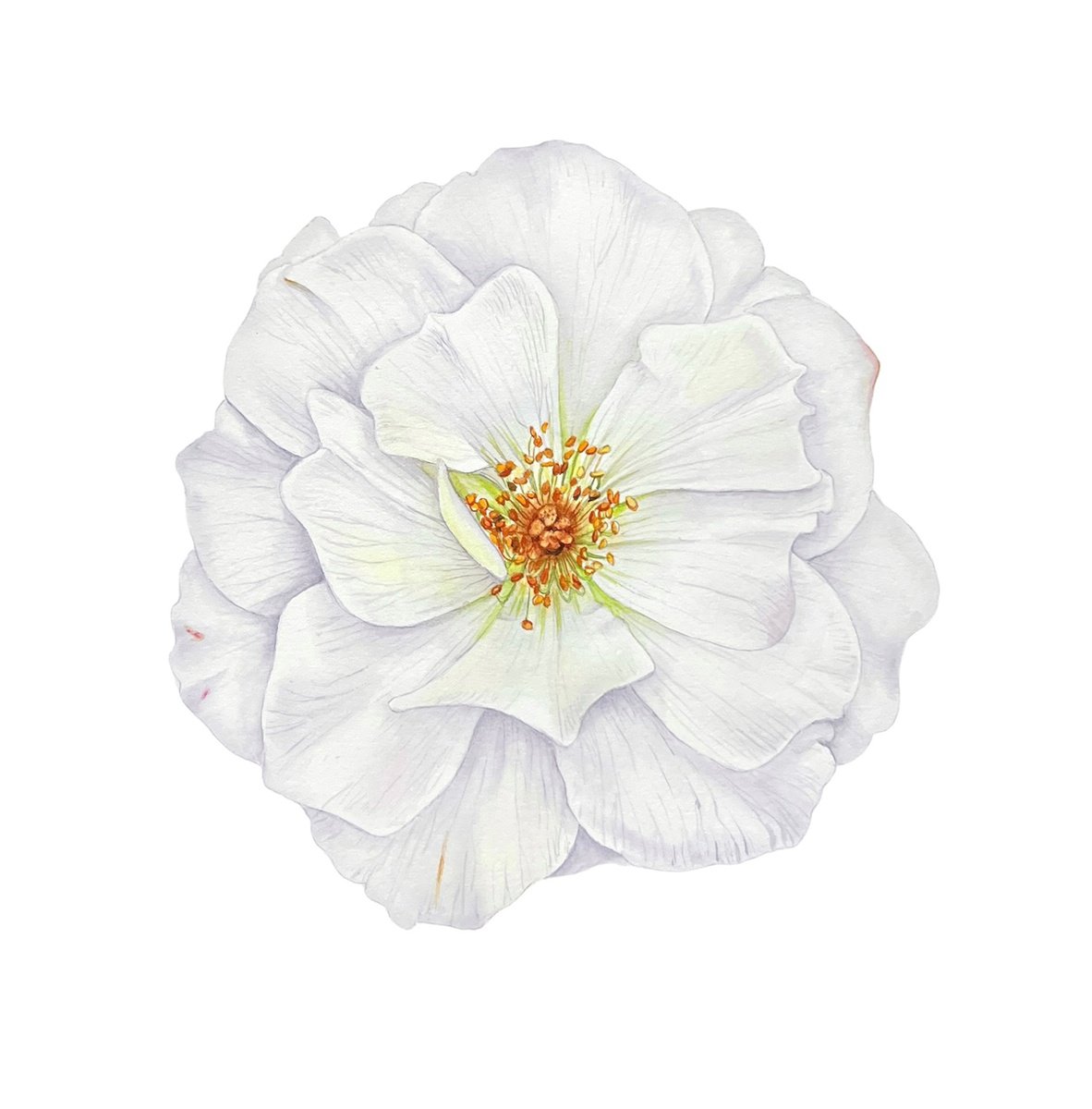 White rose. Original watercolor artwork. by Nataliia Kupchyk
