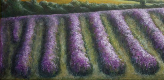 Lavender Aroma