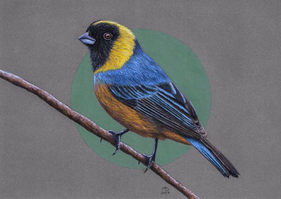 Original pastel drawing bird "Golden-collared tanager"