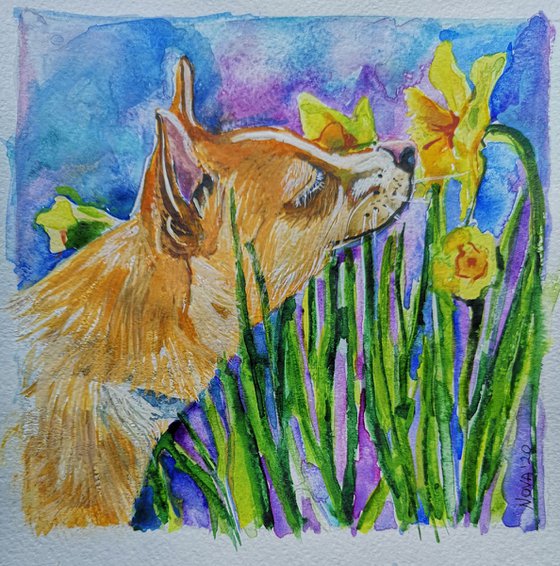 Daffodils