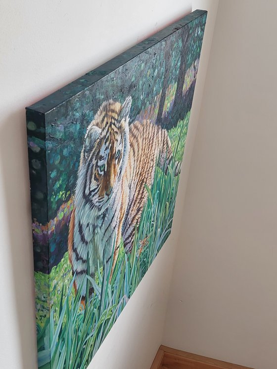 Amur Tiger - First Encounter