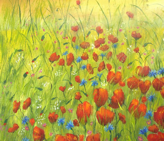 Sunset at the poppy field