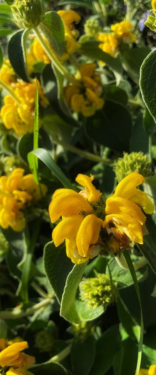 NT#140 yellow flowers by Mattia Paoli