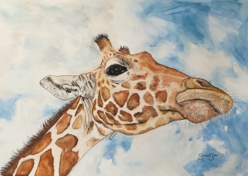 Up Above. Watercolour Giraffe Painting on Paper. 59.4cm x 42cm. Free Worldwide Shipping. by Steven Shaw