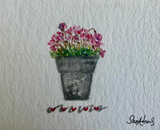 Cyclamen flower pot