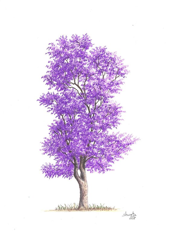 Purple Jacaranda Tree