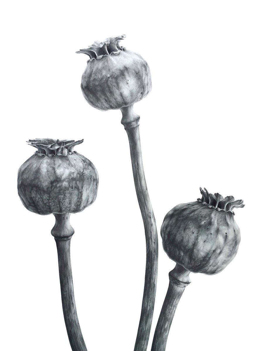 POPPY BOXES 56x40 cm (2020) BOTANICAL DRAWING, MONOCHROME ART, GREY by Alisa Diakova