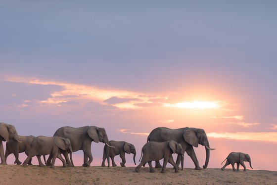 Elephant Herd