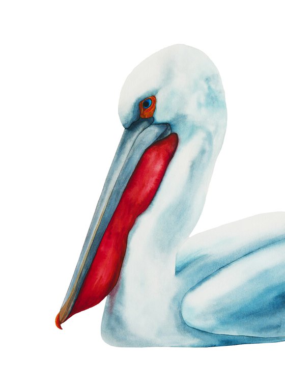 Pensive pelican
