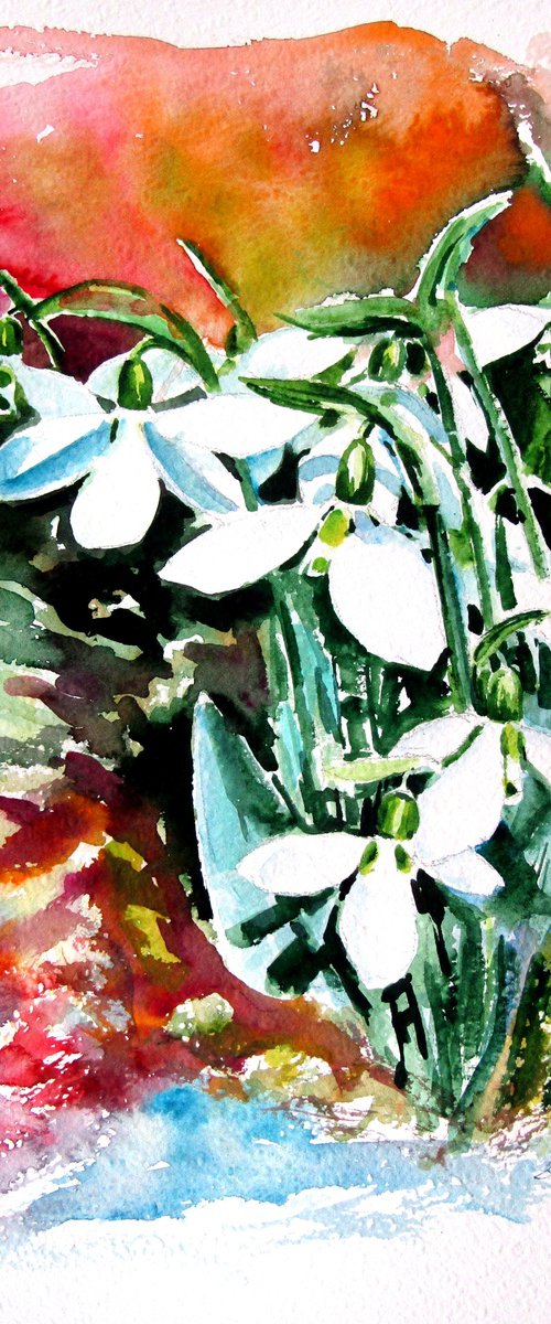 Snowdrops in my garden by Kovács Anna Brigitta