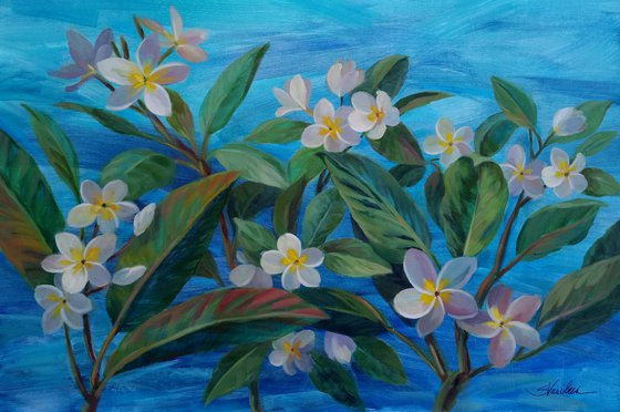 Oceanside Plumeria