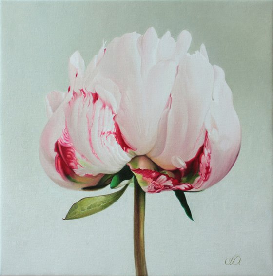 pink peony