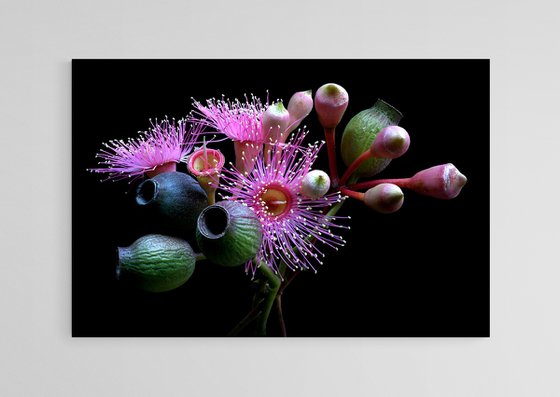 Gum Nuts and Blossoms