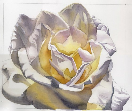 white rose watercolor floral