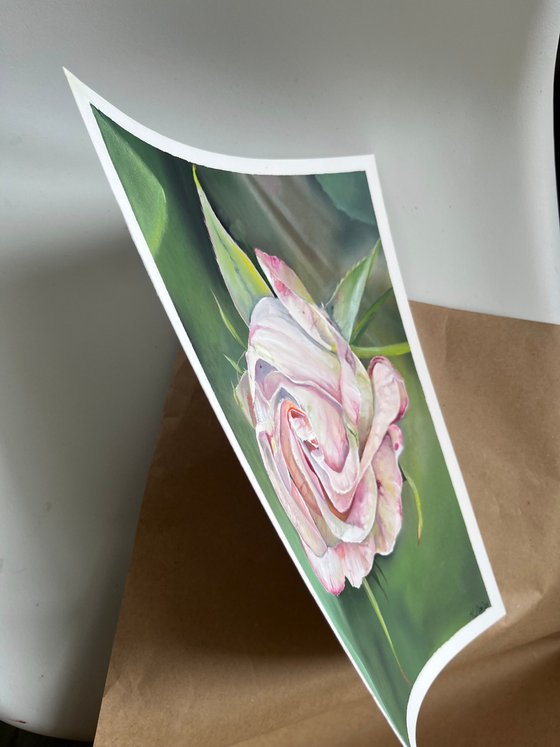 Gentle Pink Rose