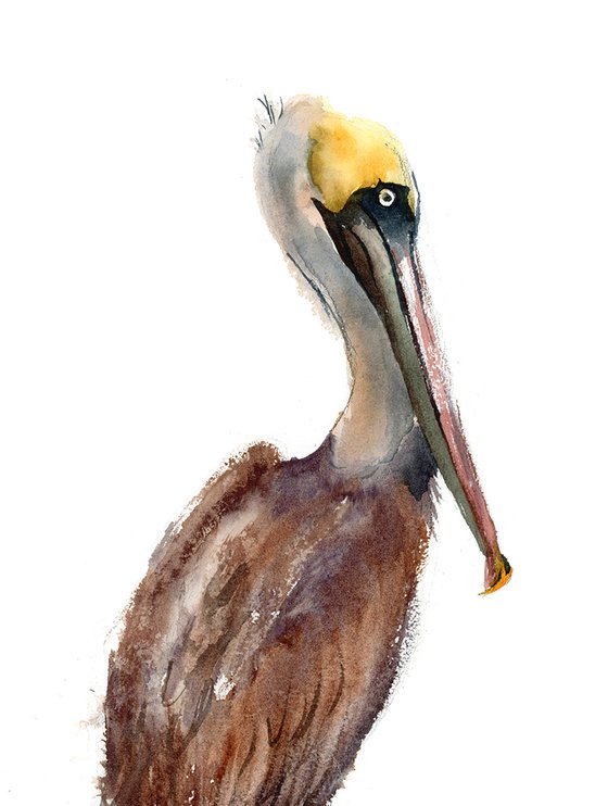 Brown Pelican (3 ) -  Original Watercolor Painting