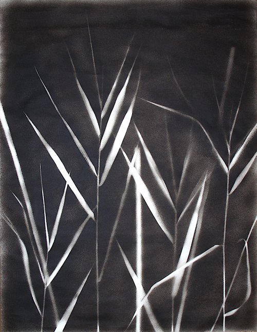 Phragmites australis I (Common reed) by Laura Stötefeld