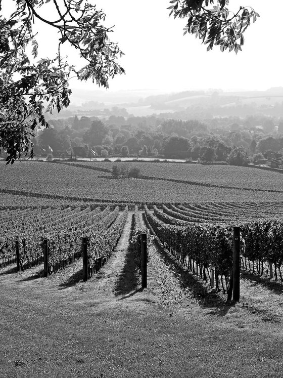 Exton Park Vineyard